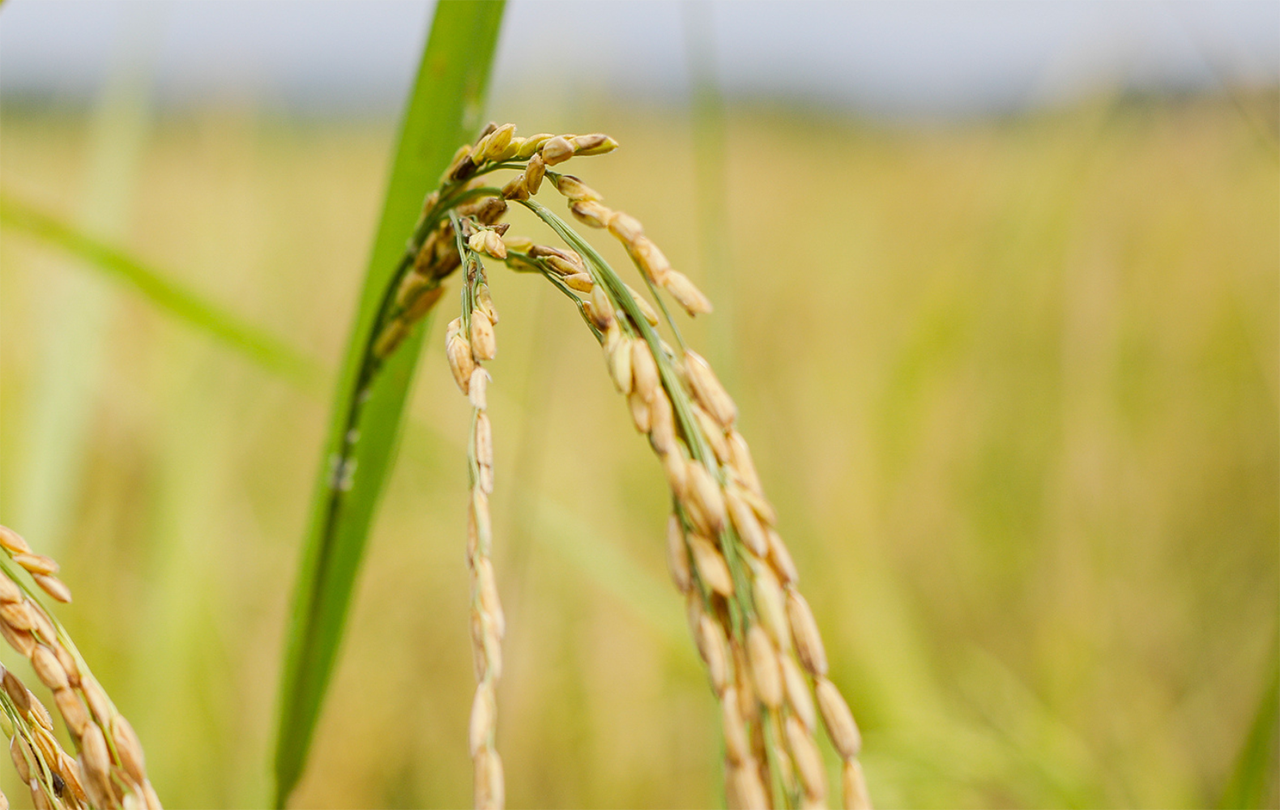 Crops