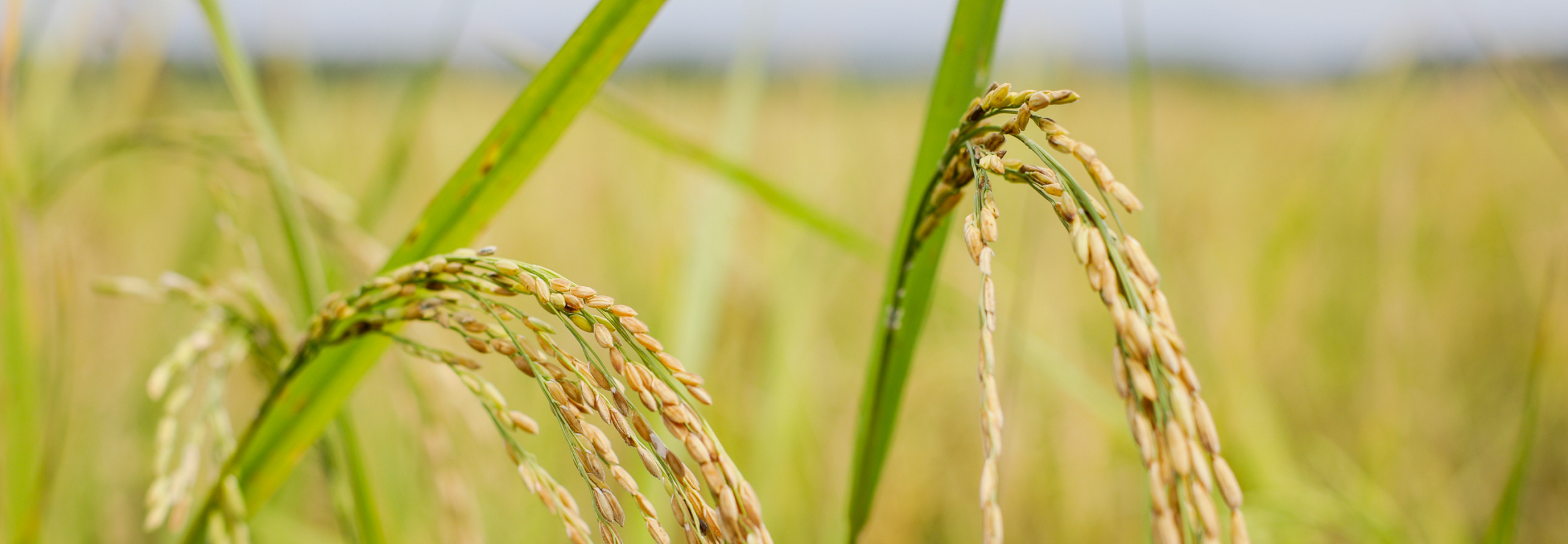 Crops