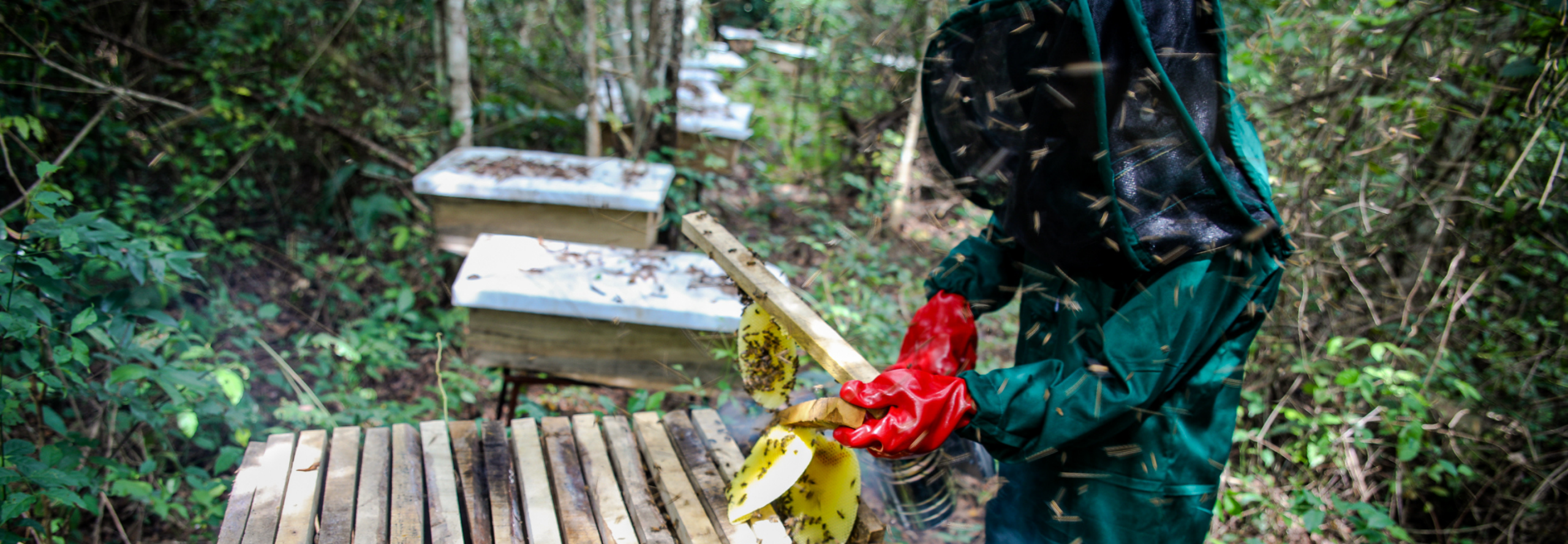 Bee keeping
